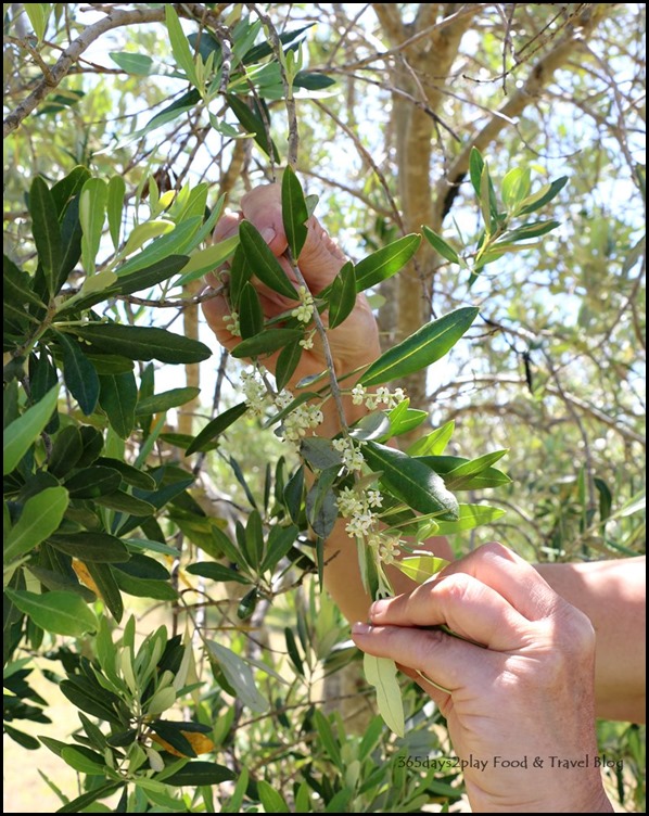 Olio Bello Olive Farm (1)