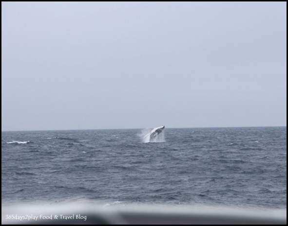 Whale Watching with Naturaliste Charters