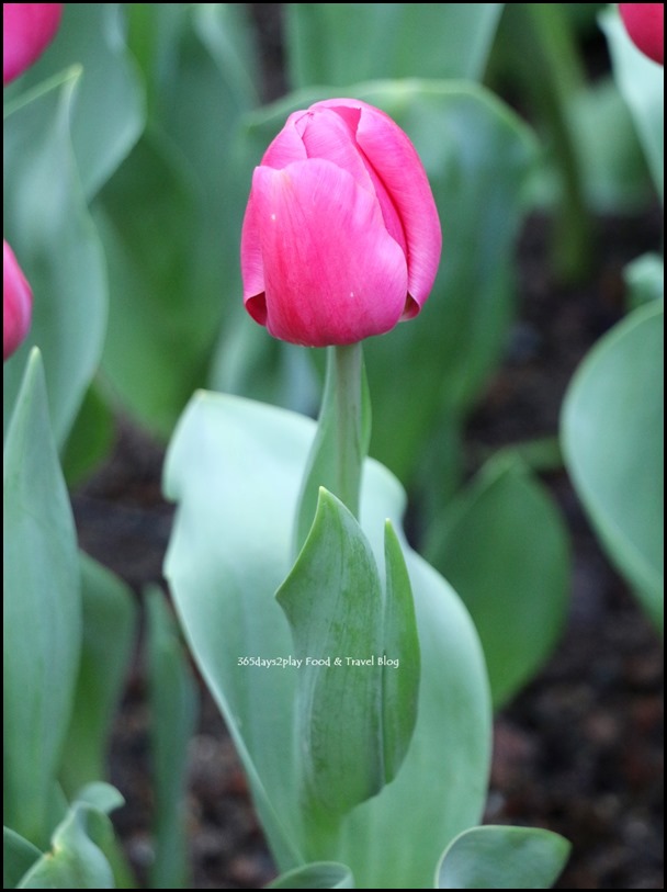 Gardens by the Bay Tulip Mania 2017 (11)