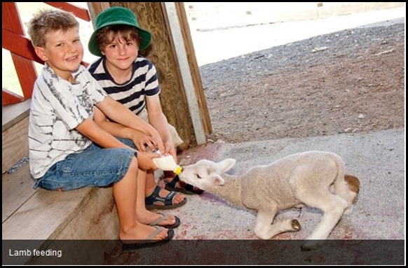 Lamb Feeding at Sheep World