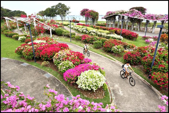 Bougainvillea Garden