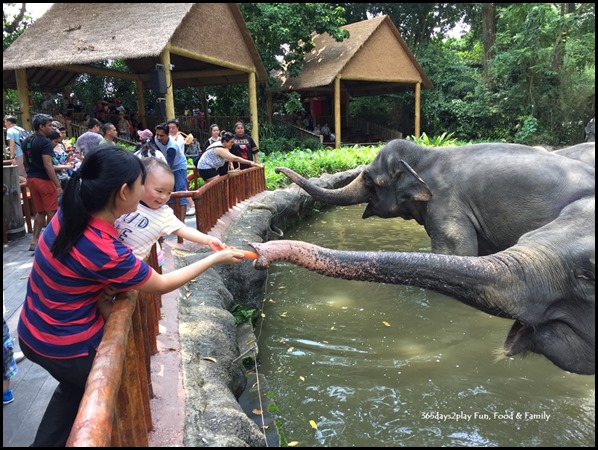 Toddler feeding elephants at the Singapore Zoo