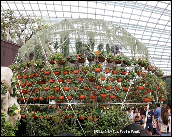 Gardens by the Bay Flower Dome - Begonia Brilliance (1)