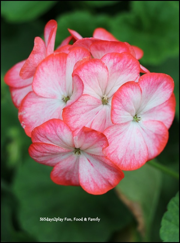 Gardens by the Bay Flower Dome - Begonia Brilliance (25)