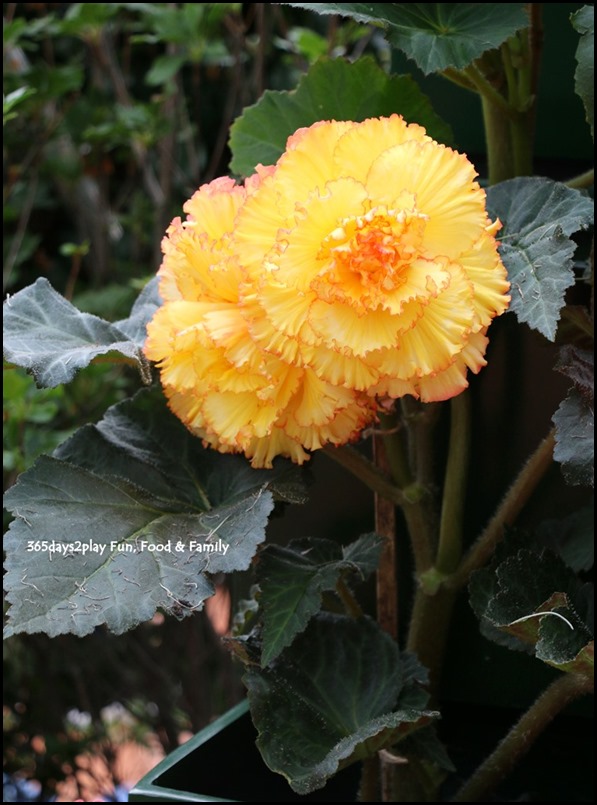 Gardens by the Bay Flower Dome - Begonia Brilliance (29)