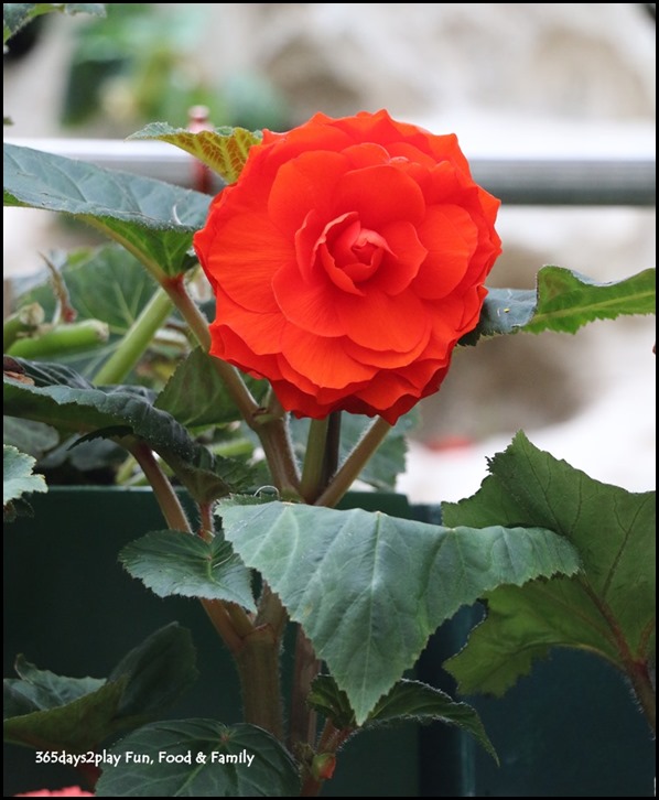 Gardens by the Bay Flower Dome - Begonia Brilliance (30)