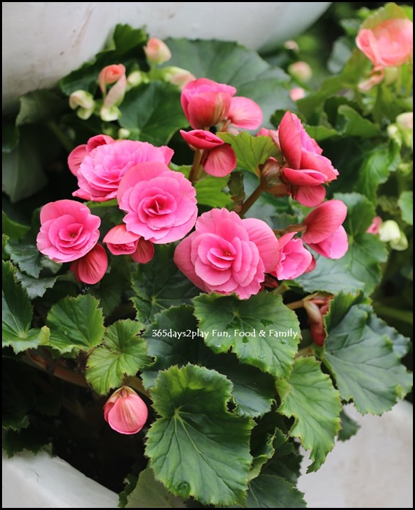 Gardens by the Bay Flower Dome - Begonia Brilliance (4)