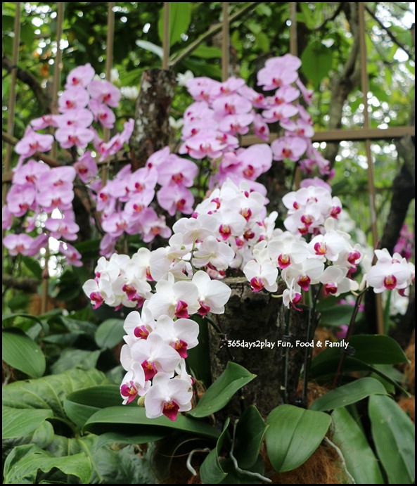 Singapore Botanic Gardens Heritage  (12)