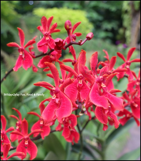 Singapore Botanic Gardens Heritage  (15)