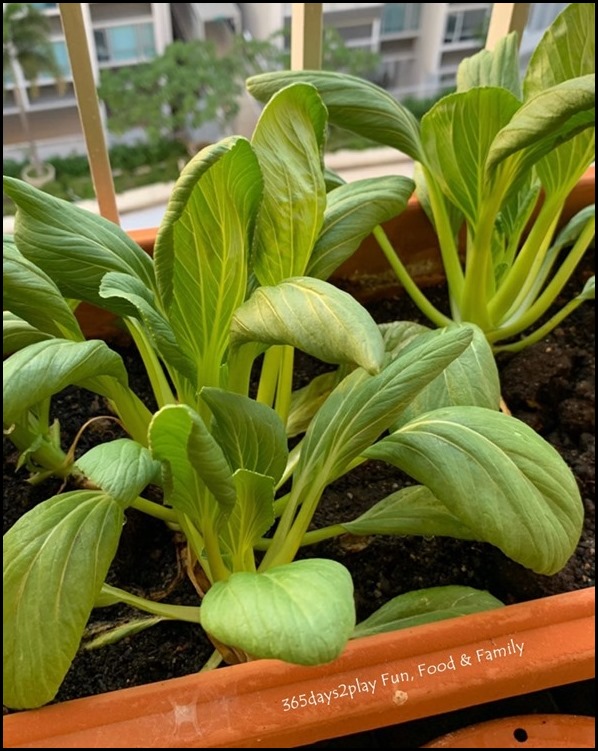 Balcony Gardening - Green Leafy Vegetables (1)