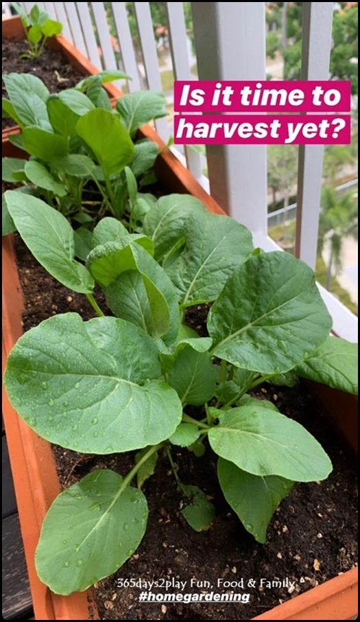 Balcony Gardening - Green Leafy Vegetables (2)