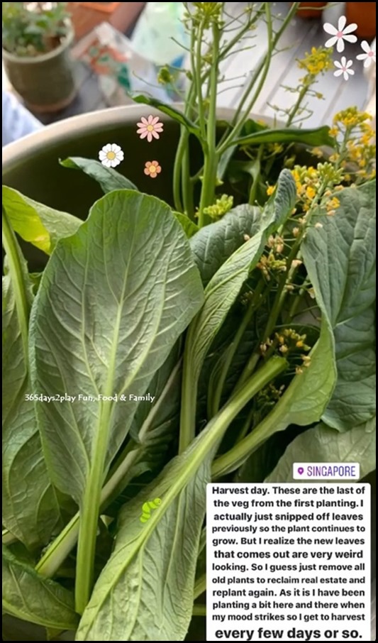 Balcony Gardening - Green Leafy Vegetables (4)