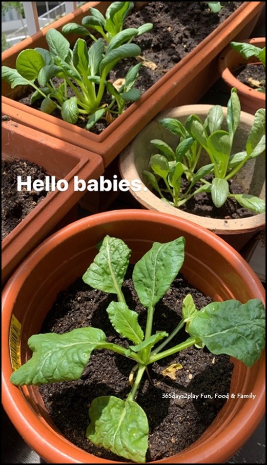 Balcony Gardening - Green Leafy Vegetables (5)