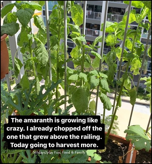 Balcony Gardening - Green Leafy Vegetables